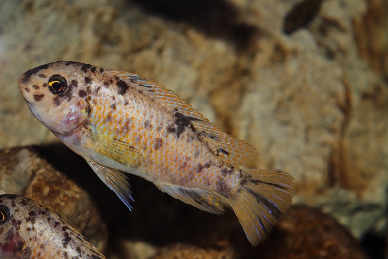 Labeotropheus fuelleborni 'Chimwalani Reef'